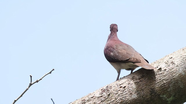 Malagasy Turtle-Dove - ML474959081