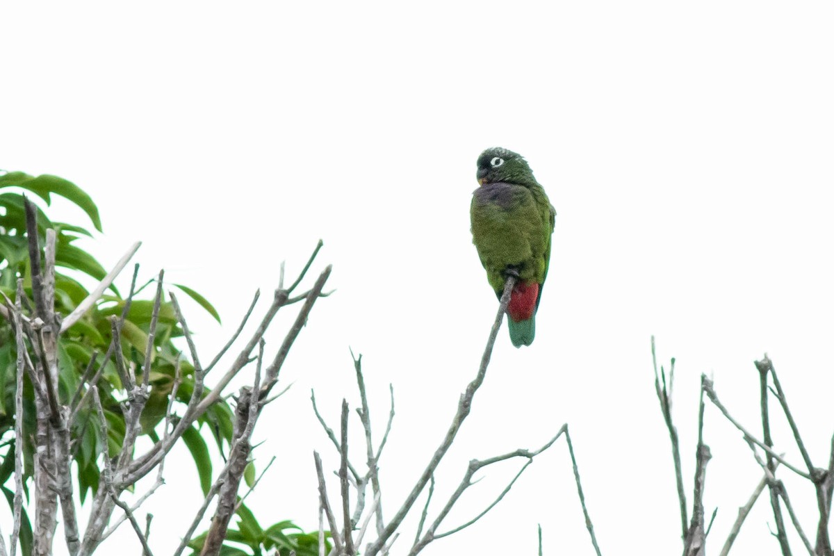 Scaly-headed Parrot - Mark van Leeuwen