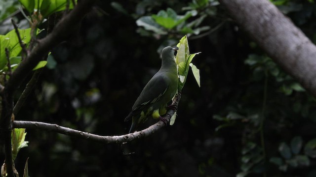 Коморский зелёный голубь - ML474961401