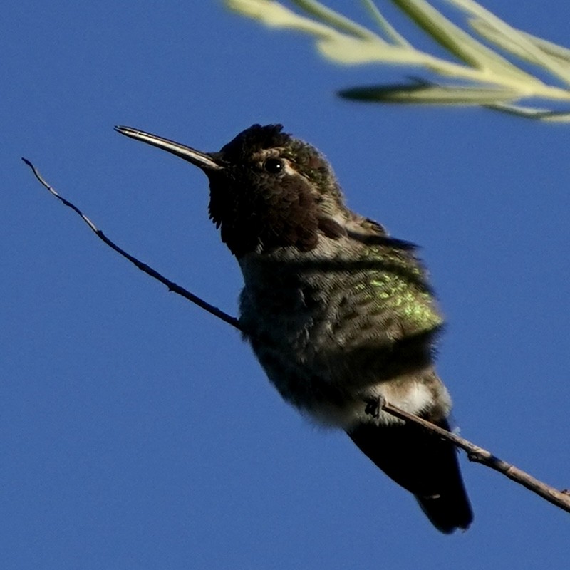 Anna's Hummingbird - ML474963961