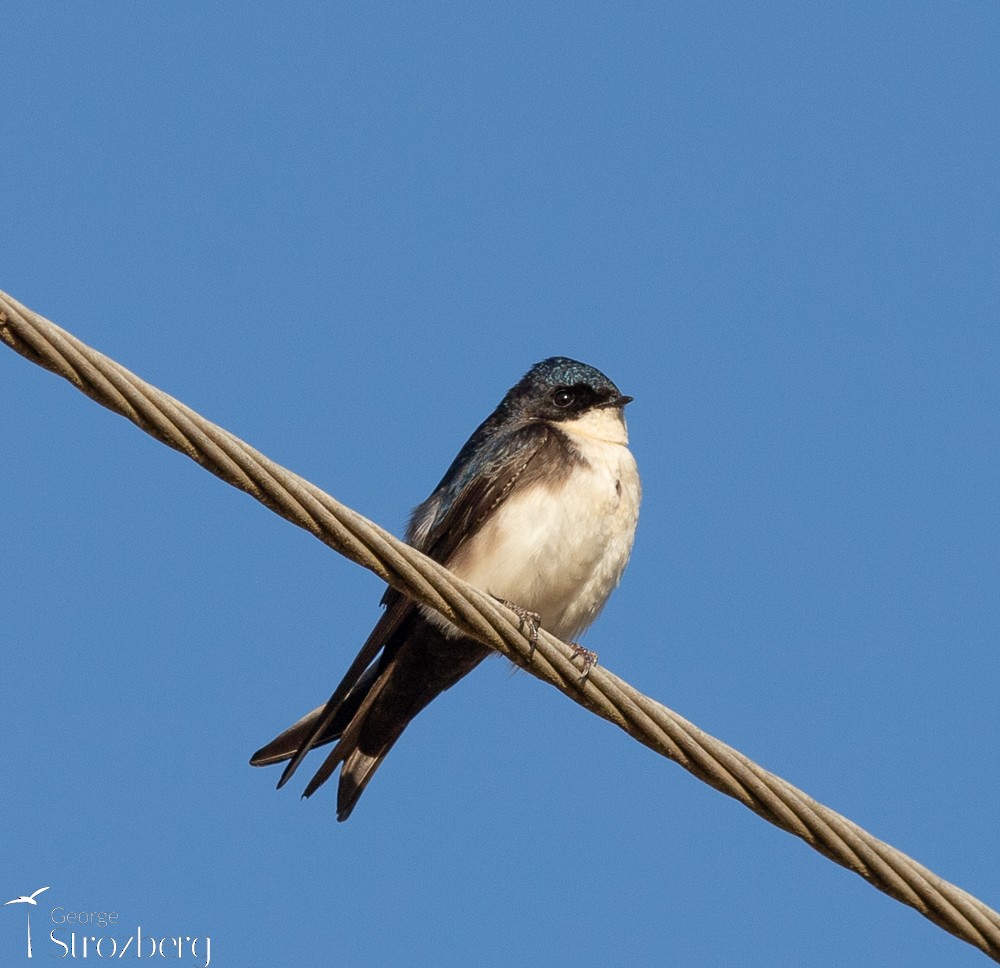 ML474965601 Blue-and-white Swallow Macaulay Library