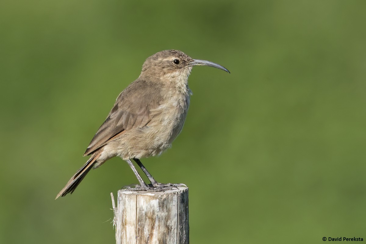 ML474968691 Buffbreasted Earthcreeper (Plainbreasted) Macaulay