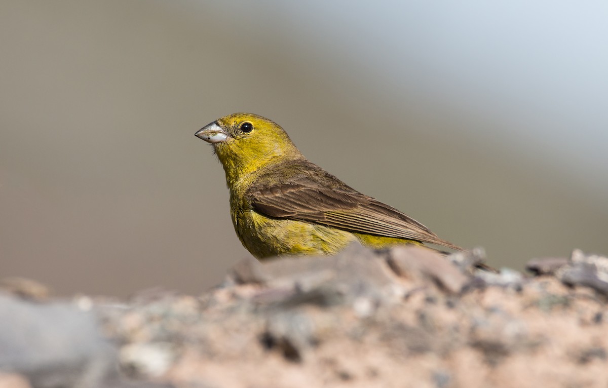 Greenish Yellow-Finch - ML47496871
