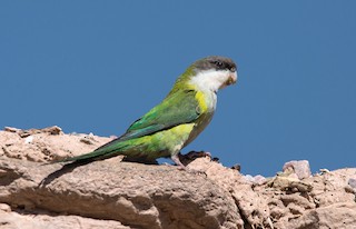  - Gray-hooded Parakeet