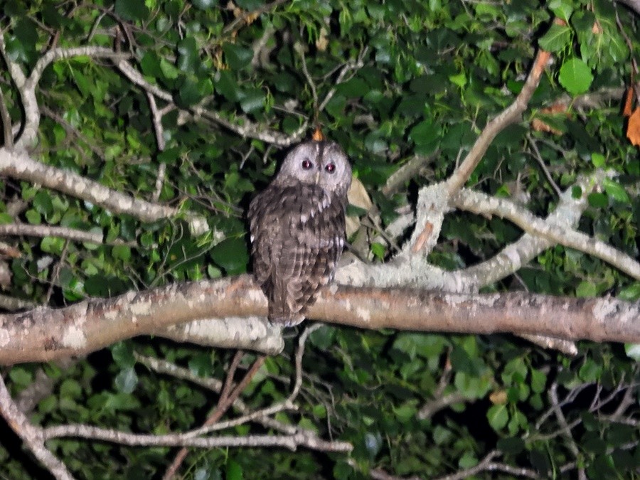 Tawny Owl - ML474975811