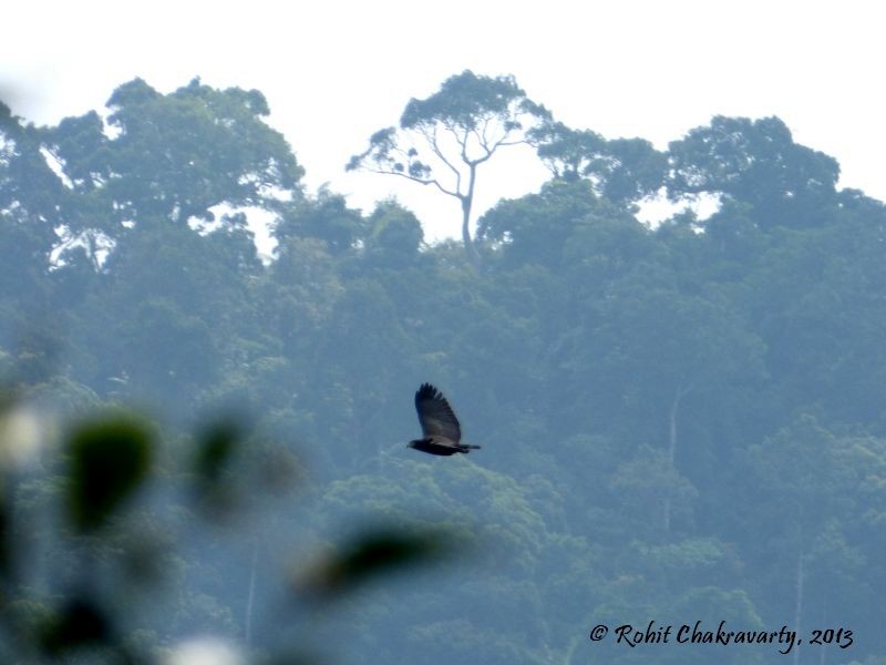 Andaman Serpent-Eagle - Rohit Chakravarty