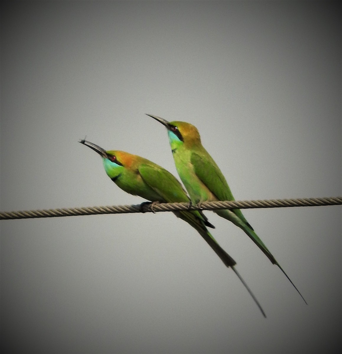 Asian Green Bee-eater - ML47498591