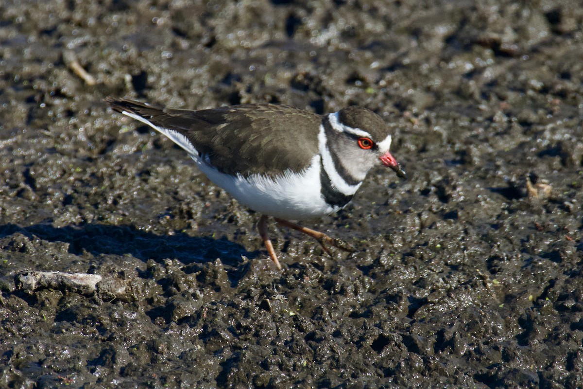 Three-banded Plover - Benjamin Byerly