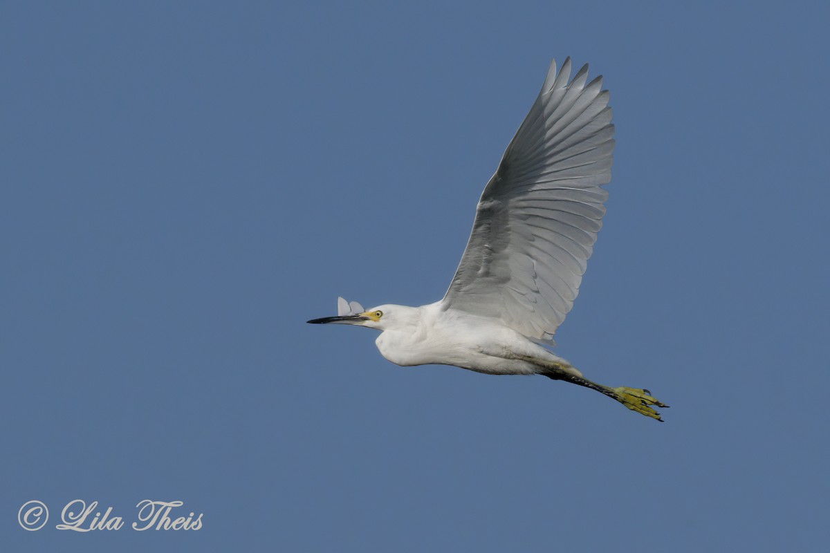 Snowy Egret - Lila Theis