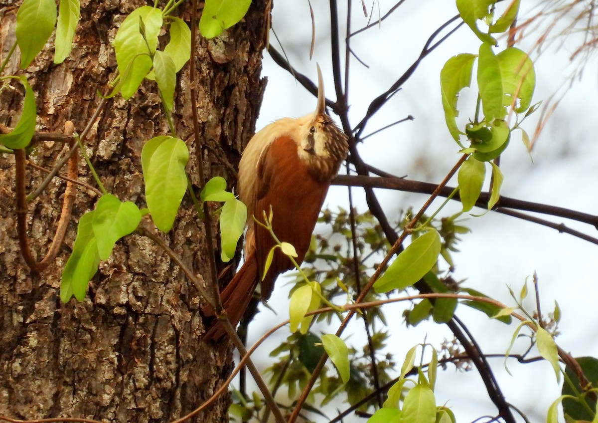 ML474990441 - Narrow-billed Woodcreeper - Macaulay Library