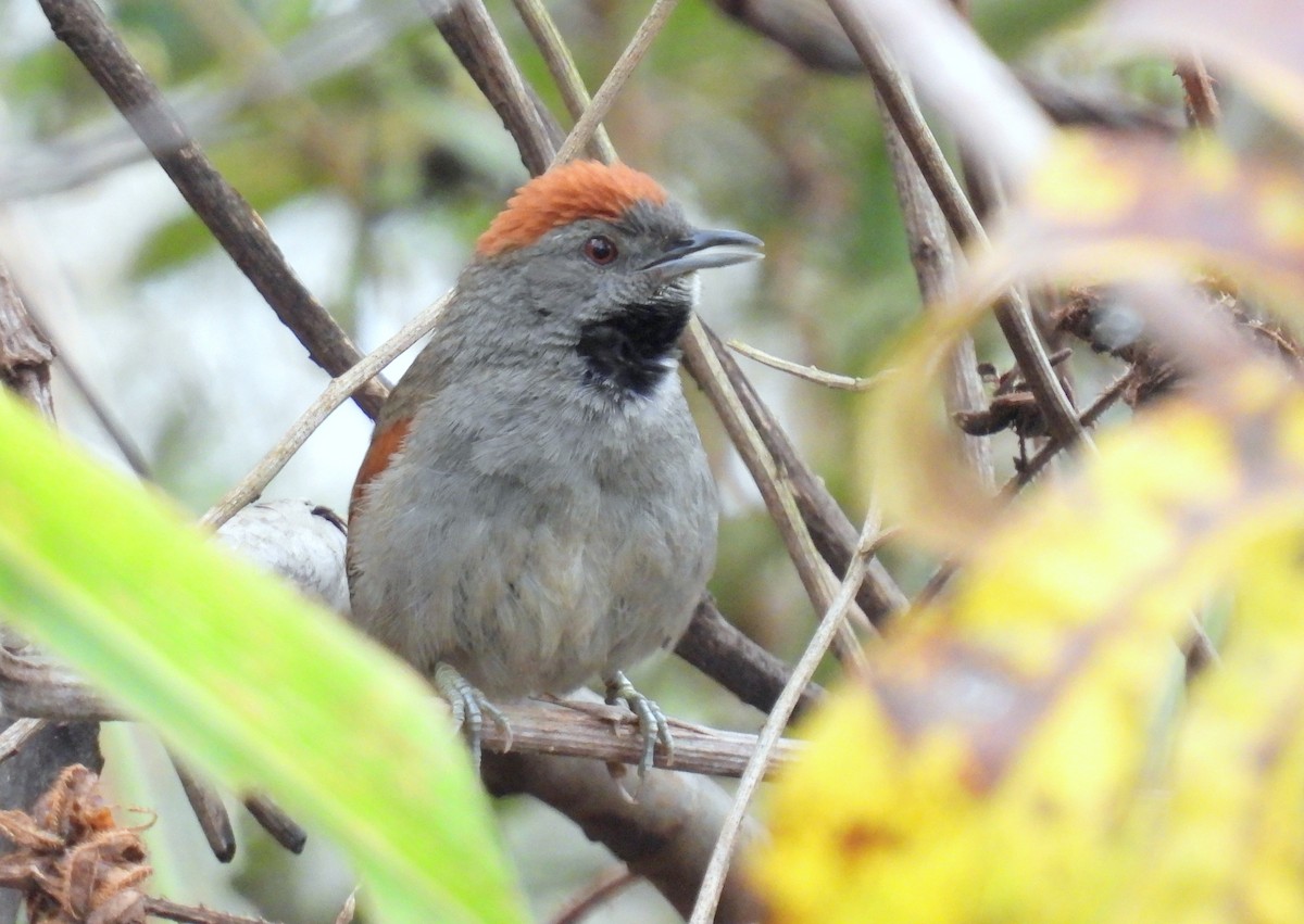 Cinereous-breasted Spinetail - ML474990881