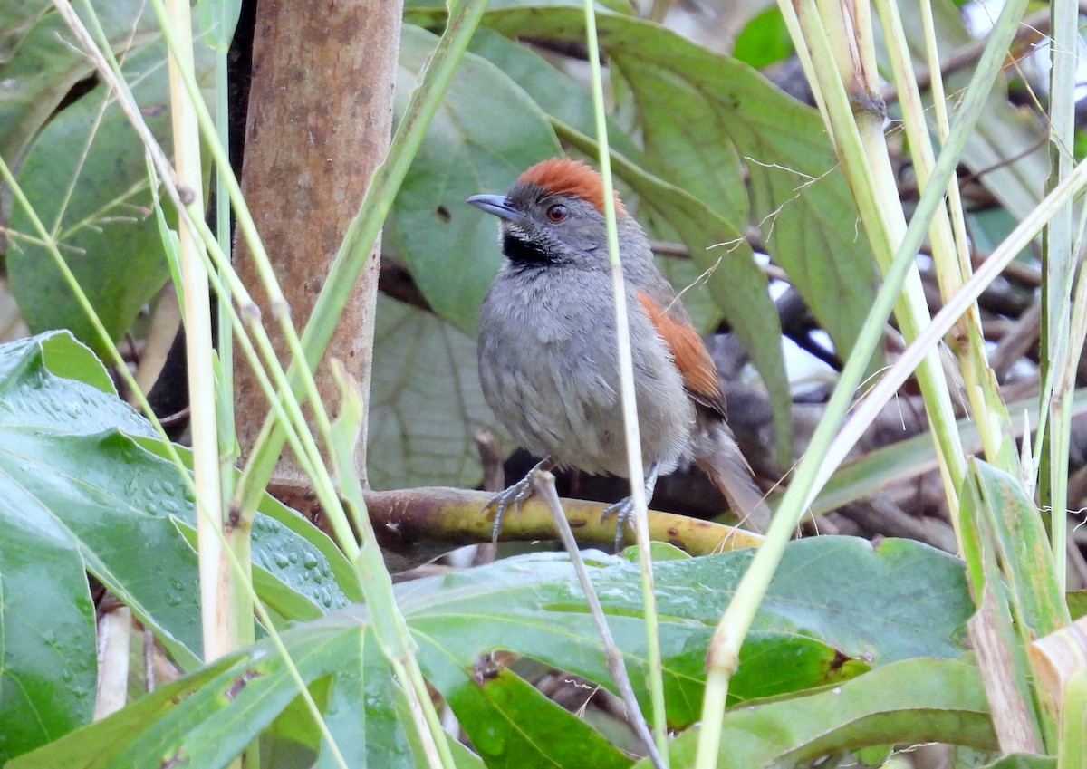 Cinereous-breasted Spinetail - Julio Cesar Filipino