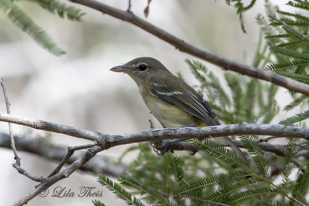Bell's Vireo - Lila Theis