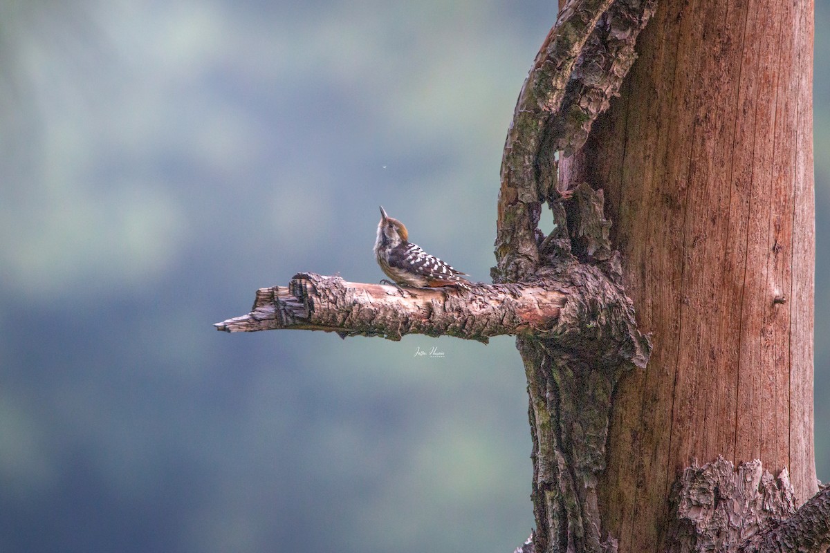 Brown-fronted Woodpecker - ML474993071