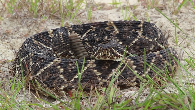 Eastern Diamondback Rattlesnake - ML475001