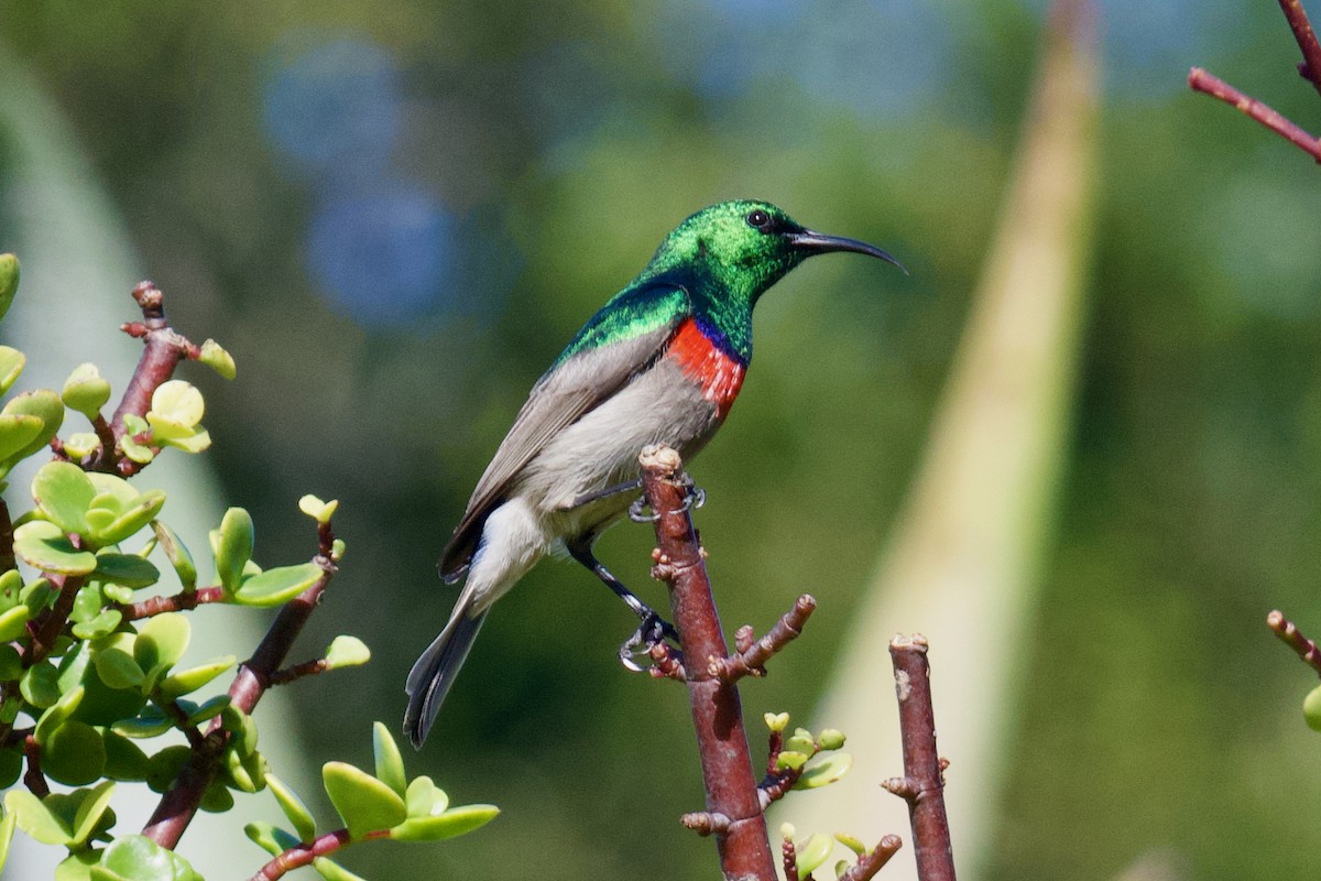 Southern Double-collared Sunbird - Benjamin Byerly