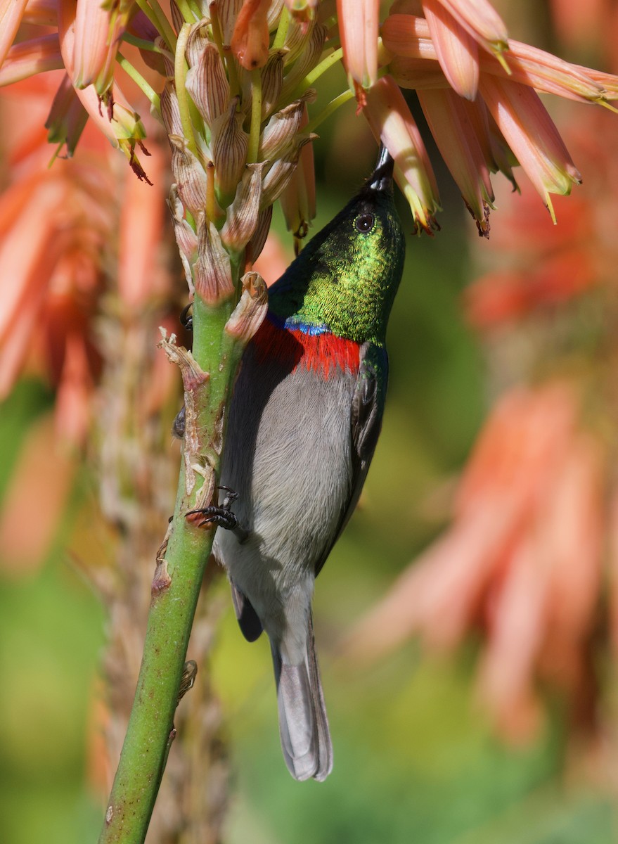 Southern Double-collared Sunbird - ML475001651