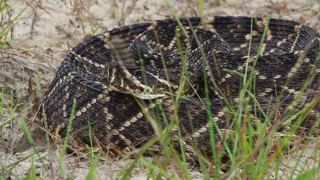 Eastern Diamondback Rattlesnake - ML475003