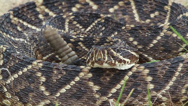 Eastern Diamondback Rattlesnake - ML475004