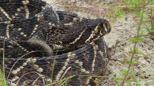 Eastern Diamondback Rattlesnake - ML475005