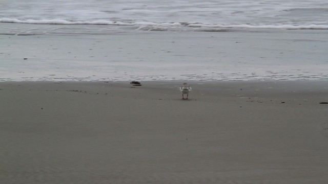 Piping Plover - ML475008