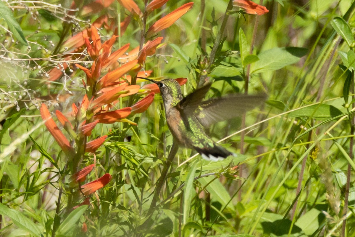 Broad-tailed Hummingbird - ML475008061