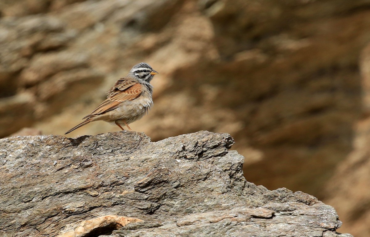 Striolated Bunting - Patrick MONNEY