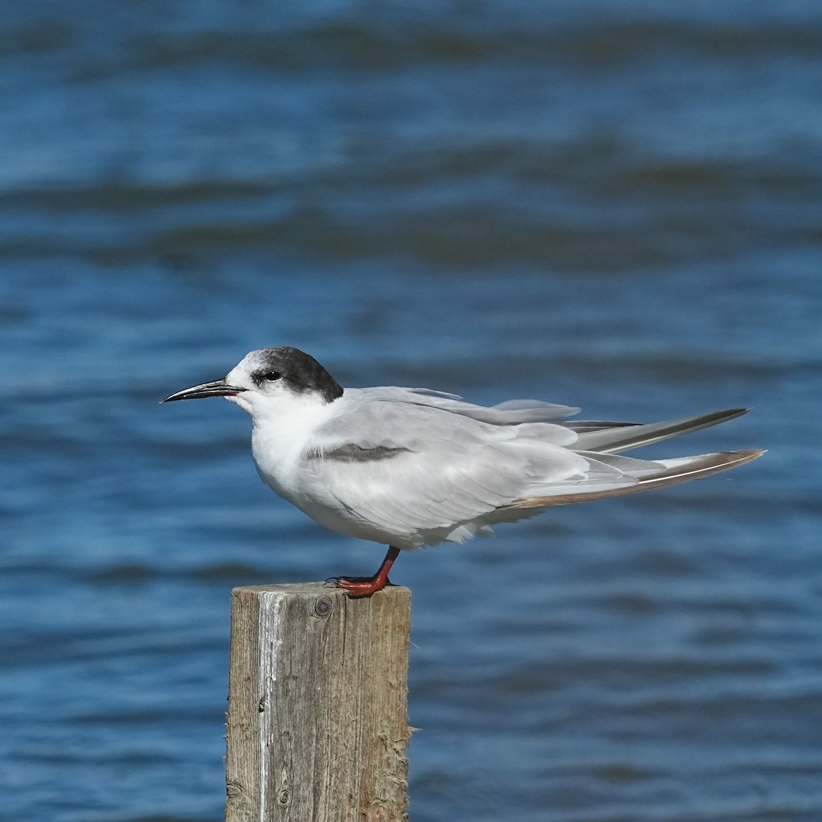 Common Tern - ML475016211