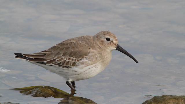  - Dunlin