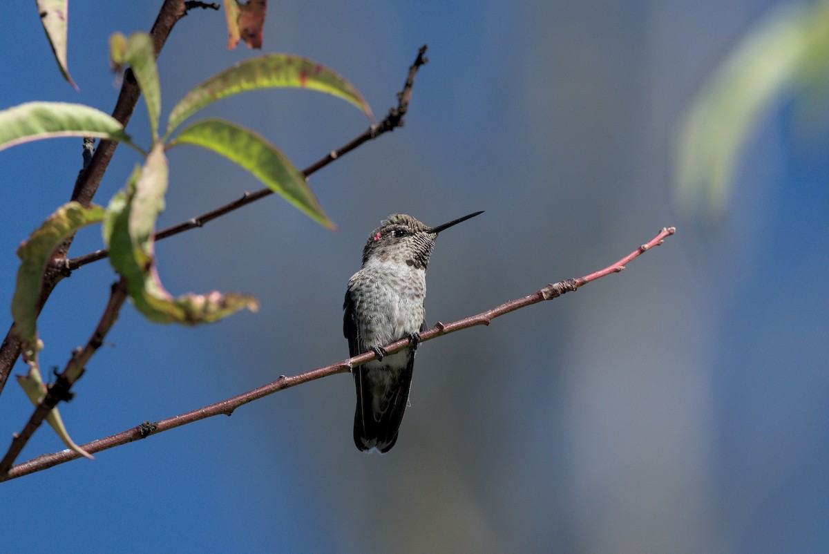 Anna's Hummingbird - ML475027821