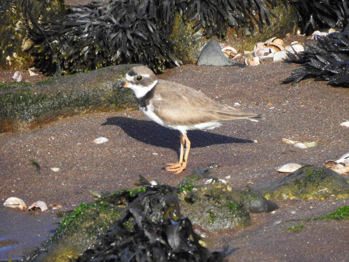 Semipalmated Plover - ML475027931