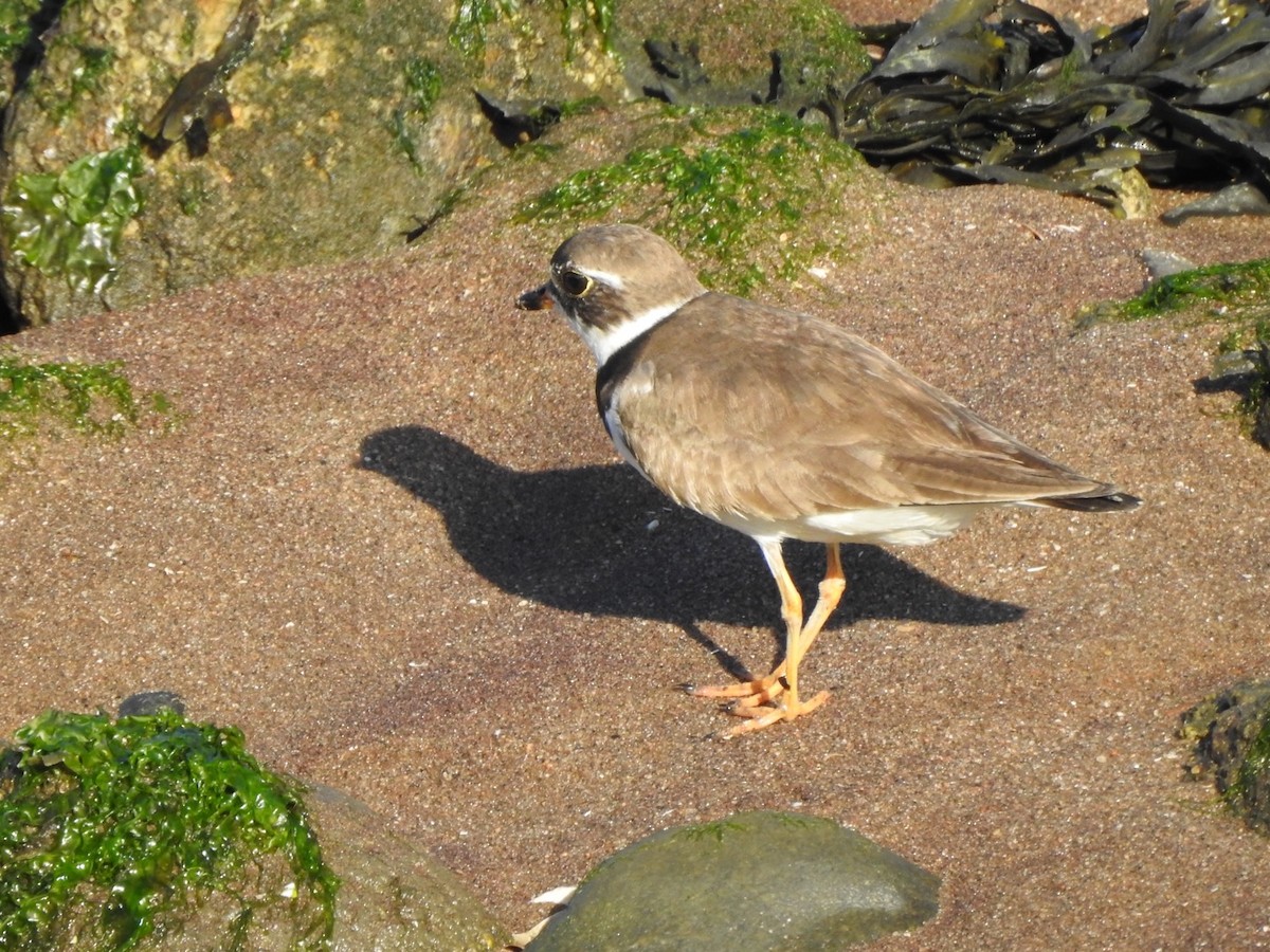 Semipalmated Plover - ML475027941