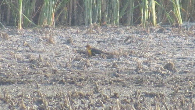 Yellow-headed Blackbird - ML475029301
