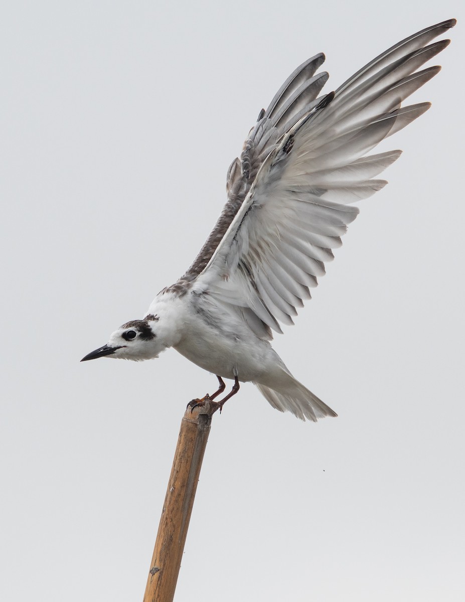 White-winged Tern - Chotipong Sinayruraj