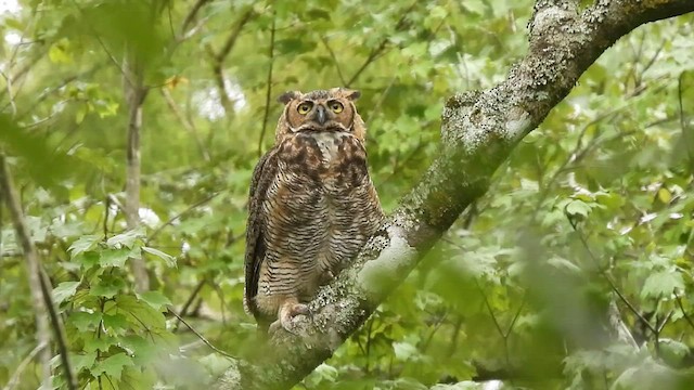 Great Horned Owl - ML475031121