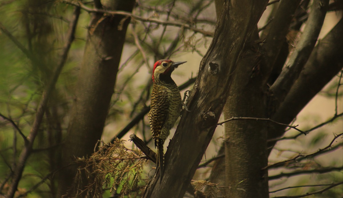 Black-necked Woodpecker - Wilmer Ortiz herrera