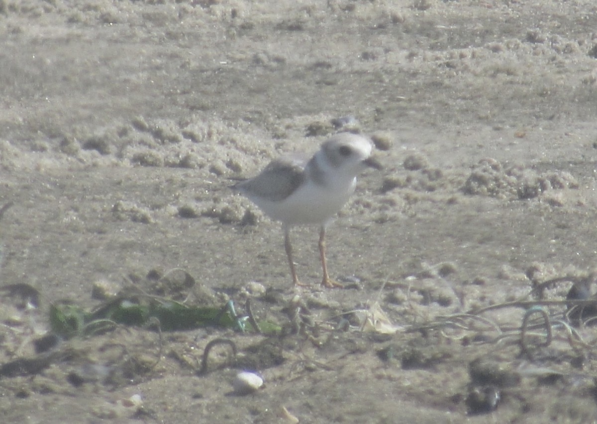 Piping Plover - ML475034781