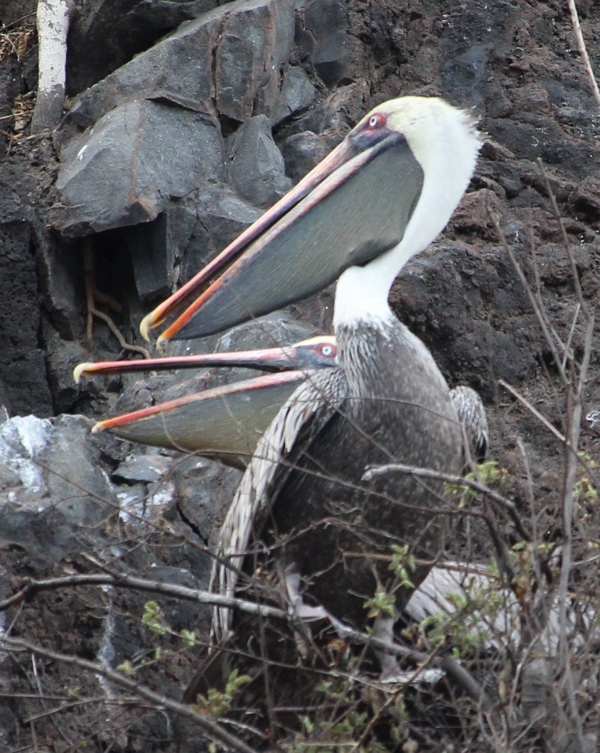 Brown Pelican (Galapagos) - Burke Korol