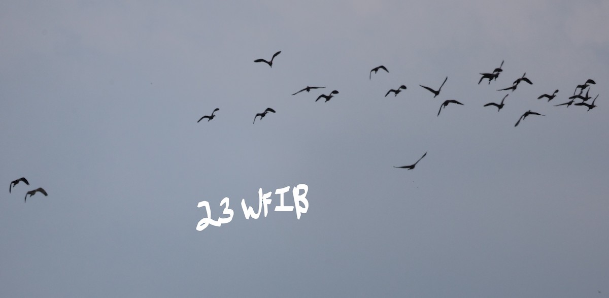 ibis americký - ML475035581