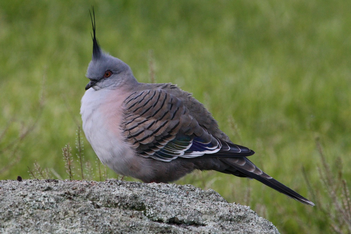 Crested Pigeon - ML475038071