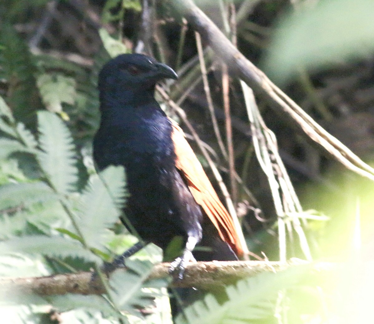 Short-toed Coucal - Ronnie Ooi
