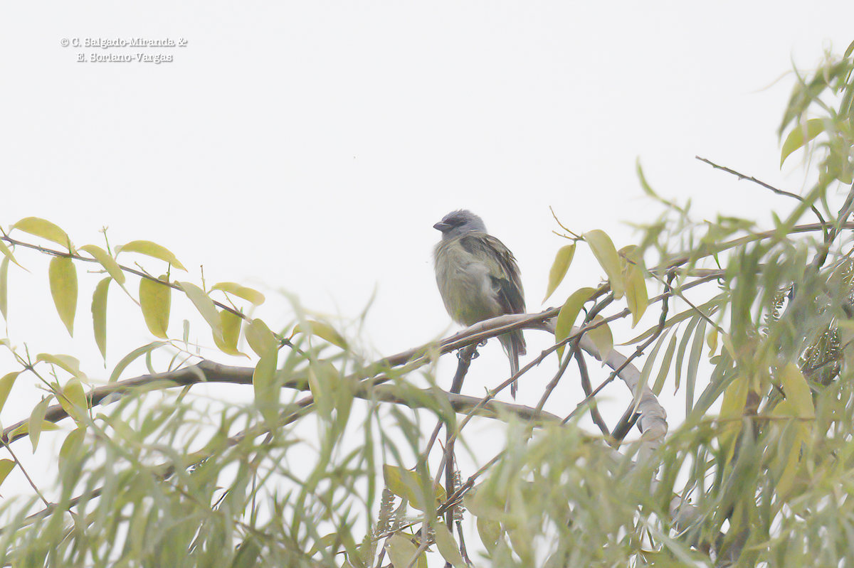 Yellow-winged Tanager - ML475045471
