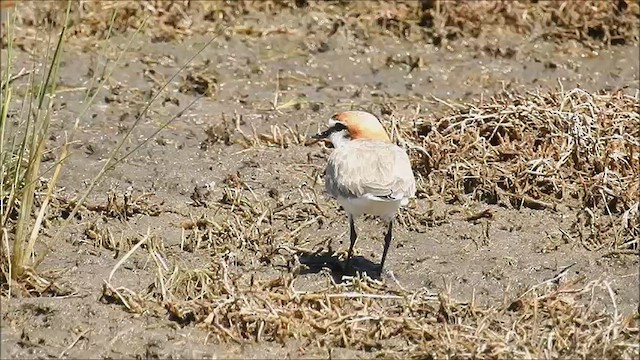 Red-capped Plover - ML475045931