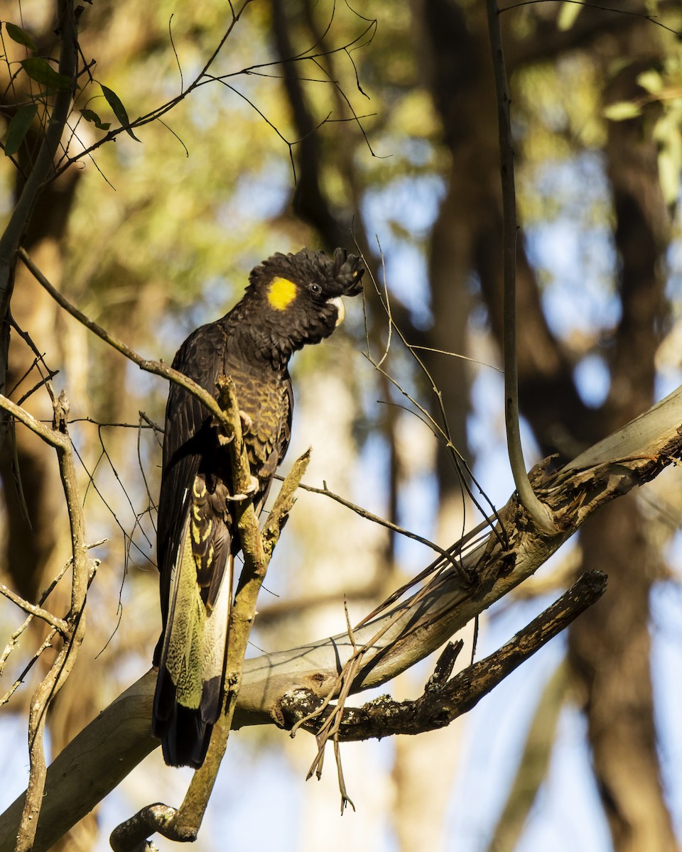 Yellow-tailed Black-Cockatoo - ML475049681