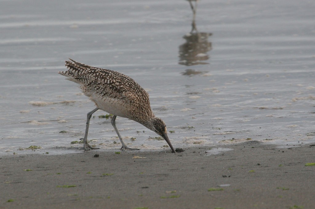 Long-billed Curlew - ML47504991
