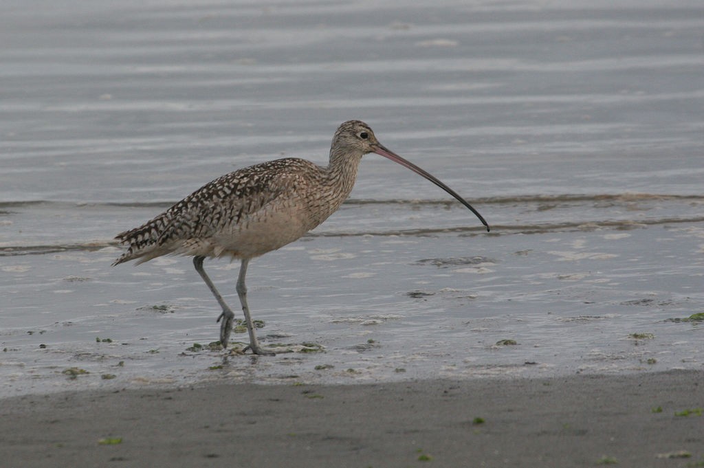Long-billed Curlew - ML47505001