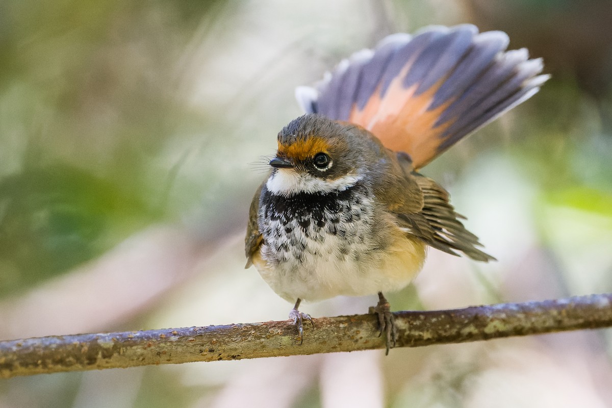 Rufous Fantail (Rufous-fronted) - ML475050301