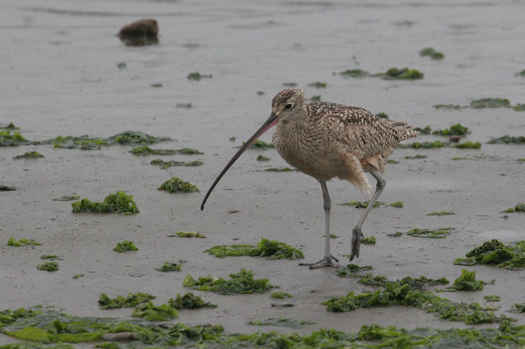Long-billed Curlew - William Hull