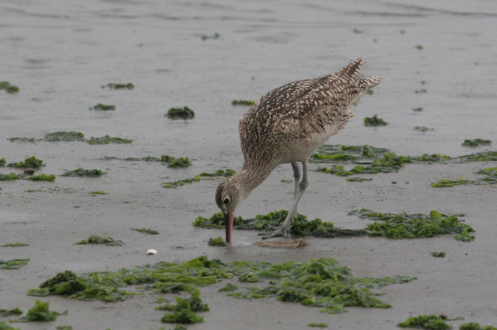 Long-billed Curlew - ML47505271