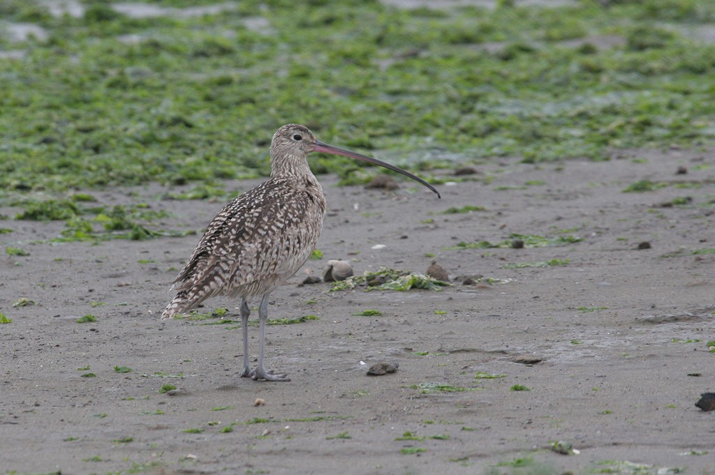 Long-billed Curlew - ML47505281